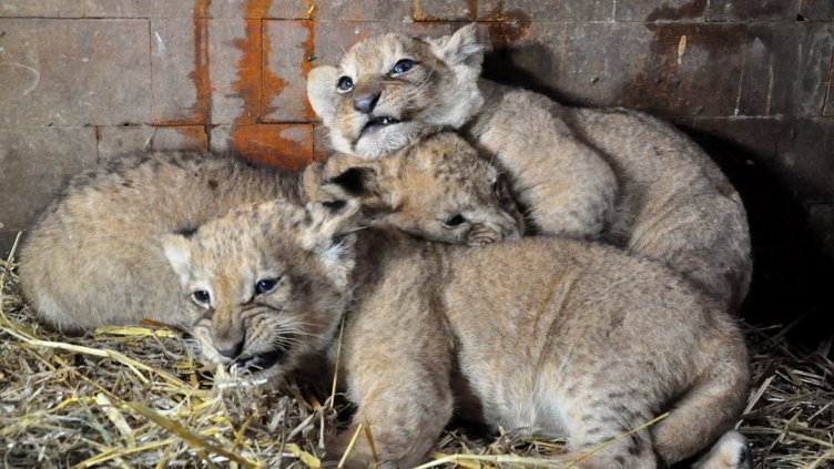 Показаха трите малки лъвчета