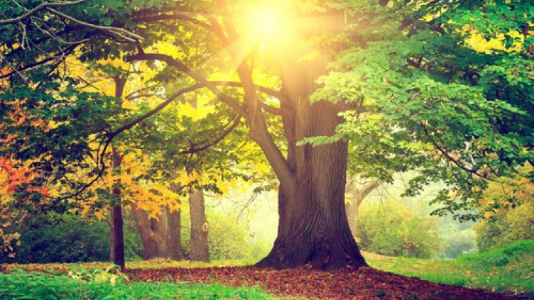 Европейска агенция да проверява дейностите в горите предлагат екоактивисти