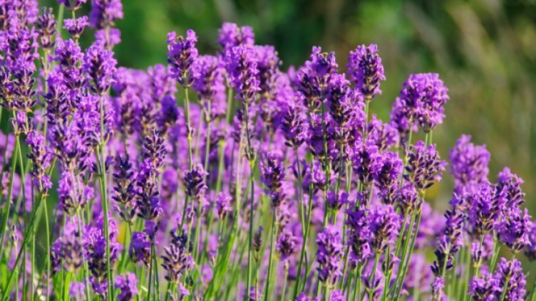 Откраднаха един тон лавандула край Шипка