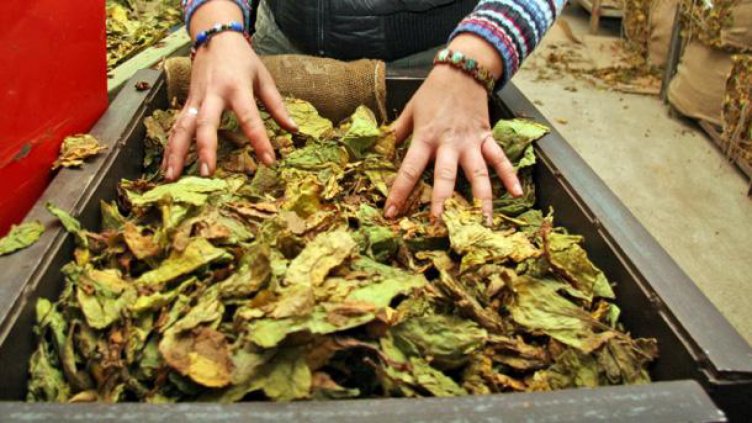 Протест на тютюнопроизводители от Гоцеделчевско