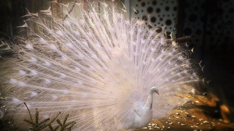 снимка: Ели Маринова