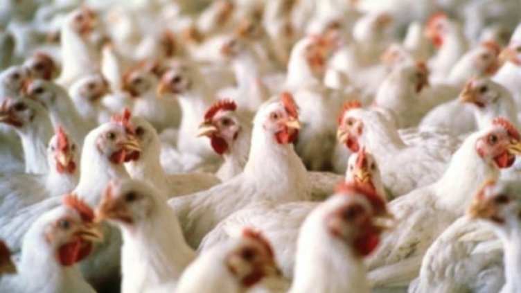 Отново птичи грип в Добричко