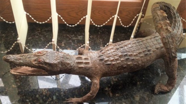 Митницата във Варна пусна на търг конфискувани казани за ракия и...препариран гущер