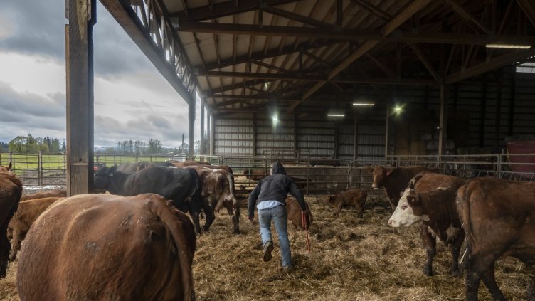 БАБХ санкционира обекти в Кочериново, където бяха открити мъртви животни