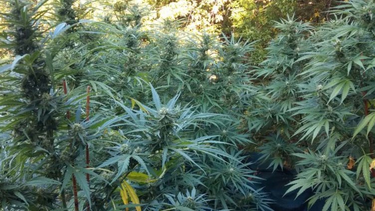 Откриха наркоплантация в созополско село, девет са задържаните