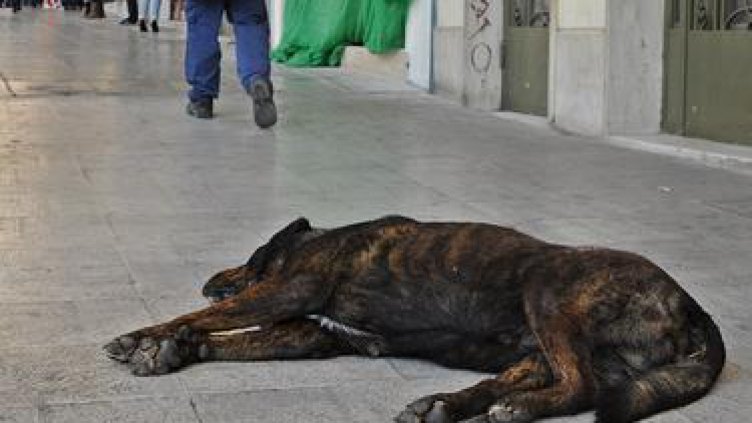 Мъж и жена тровят кучета в Драгоман