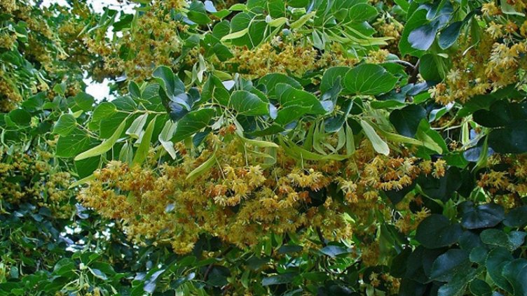 Берачка на липа с три акта за един ден