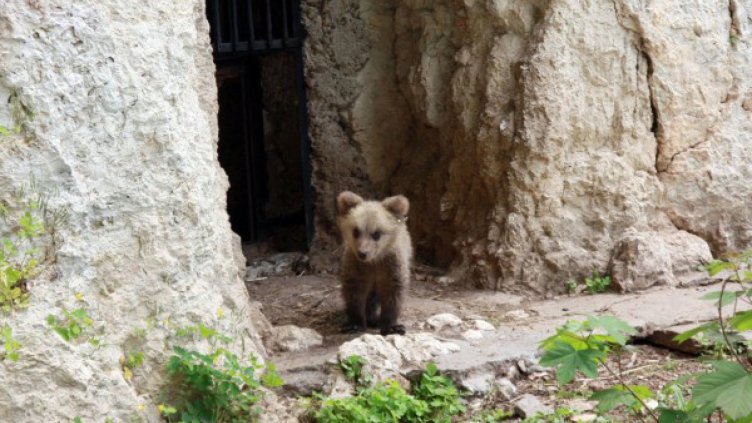 Мече загубило майка си, приютило се в двор на къща в с. Кладница