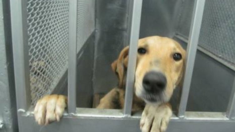 Бездомно куче се осиновява за 15-20 минути