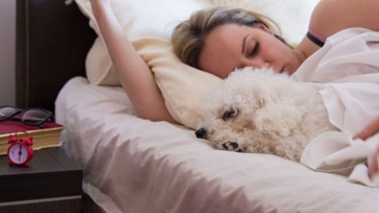 Половината кучкари спят с кучетата, вместо с половинките си 