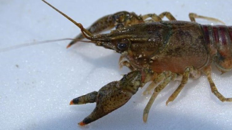 Нов чужд вид рак заплашва местните видове у нас