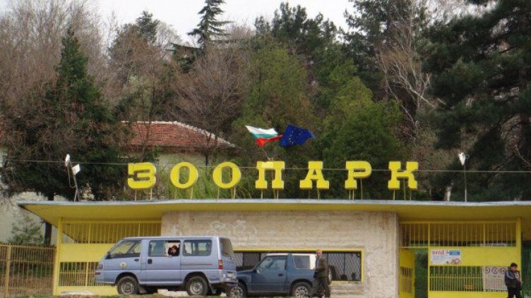 Вълк избяга от клетката си в зоопарка в Благоевград