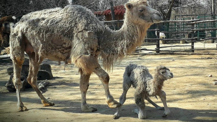 Атракция в зоопарка във Варна. Бяло момиченце, камилче в СНИМКИ