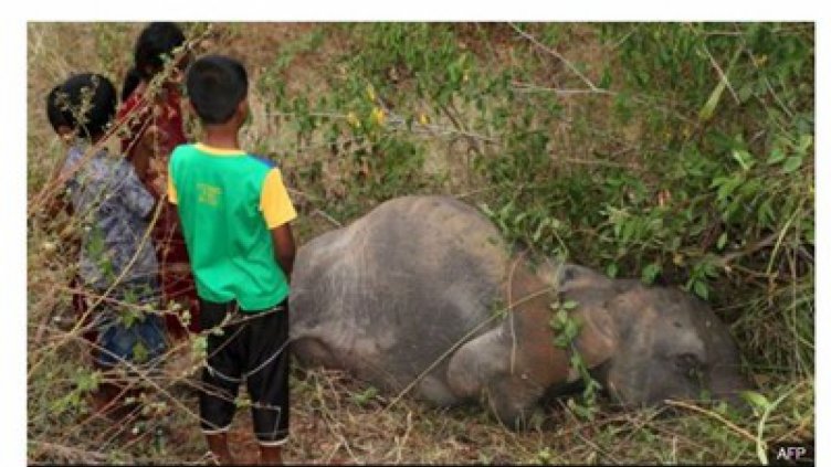Пътнически влак уби четири слона в Шри Ланка