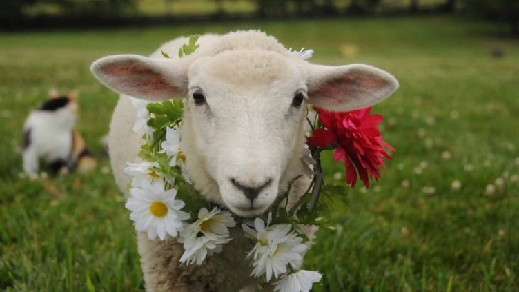 Какви обичаи и поверия да спазваме на Гергьовден?