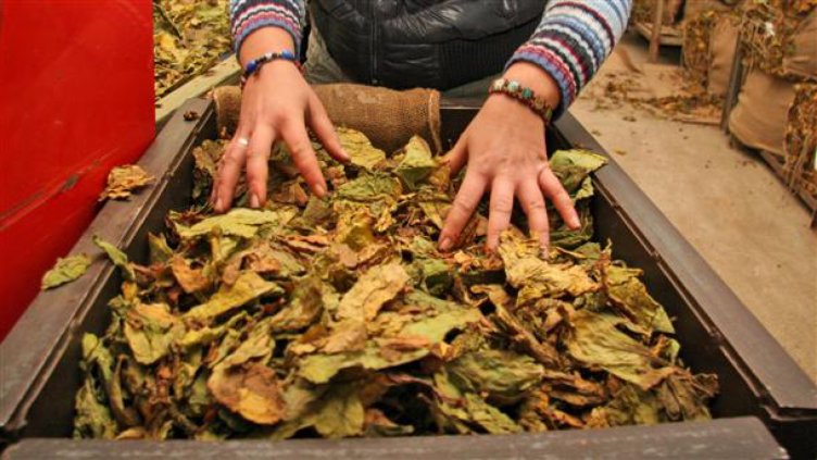 Протест на тютюнопроизводители и животновъди пред Министерство на земеделието
