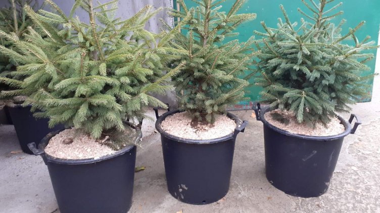 Горските определиха цените на живите елхички в Североизтока