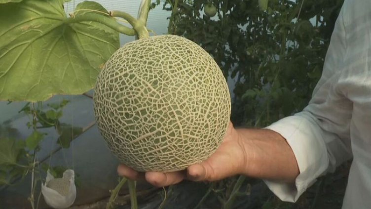 Наддаването приключи: Кой си купи кило и половина пъпеш за 10 бона?