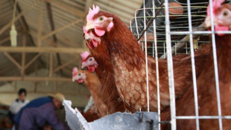 Отново огнище на инфлуенца у нас