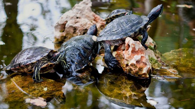 снимка: Ели Маринова