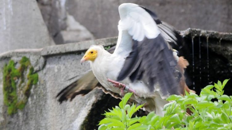 Египетският лешояд – най-бързо изчезващата хищна птица