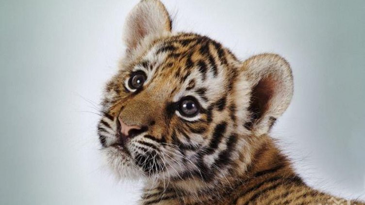 Родни бизнесмени броят по 50 бона за тигърче вкъщи