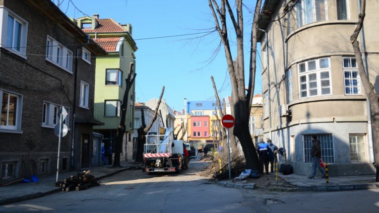 Кастрят дърветата до голо в центъра