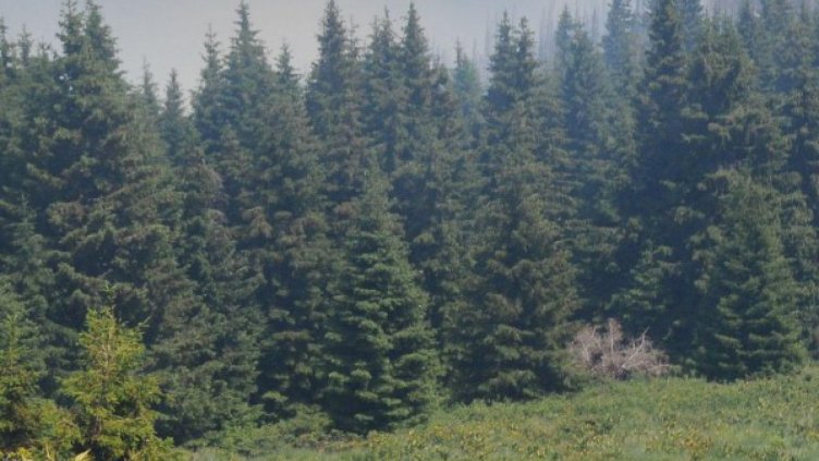 Нова група издирва загубилия се на Витоша младеж