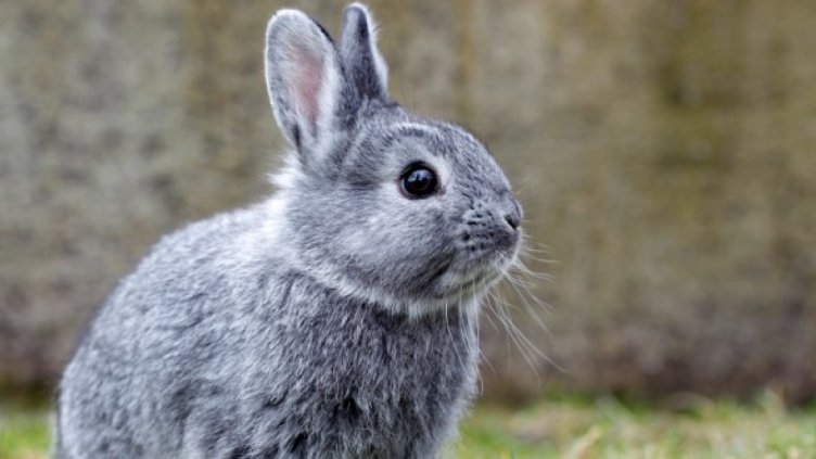 3 години затвор за търговец на зайци, измамил купувачи с 11 бона