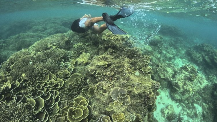 ООН: Планетата може да загуби първата си екосистема