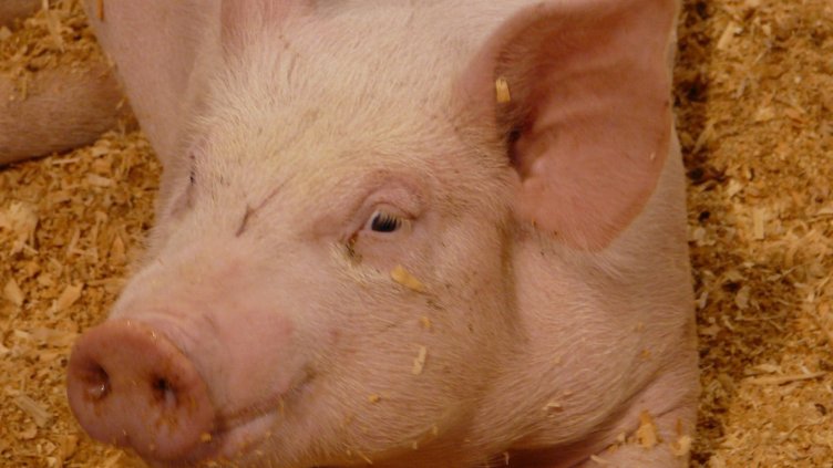 Китай спря вноса на свинско месо от Германия