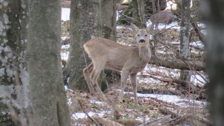 Популацията на благородния елен в Североизтока се е увеличила с 12%