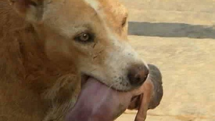 Улично куче спаси бебе, изхвърлено в кофа за боклук