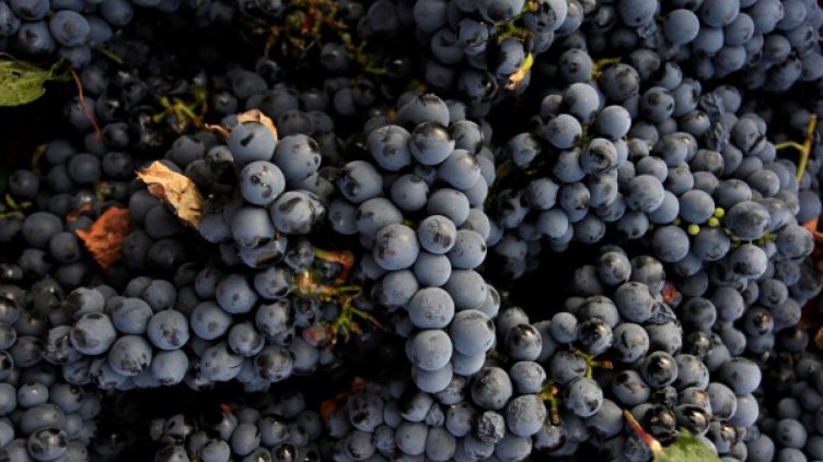 649 кг/дка е реколтата от десертните лозя в Силистренско