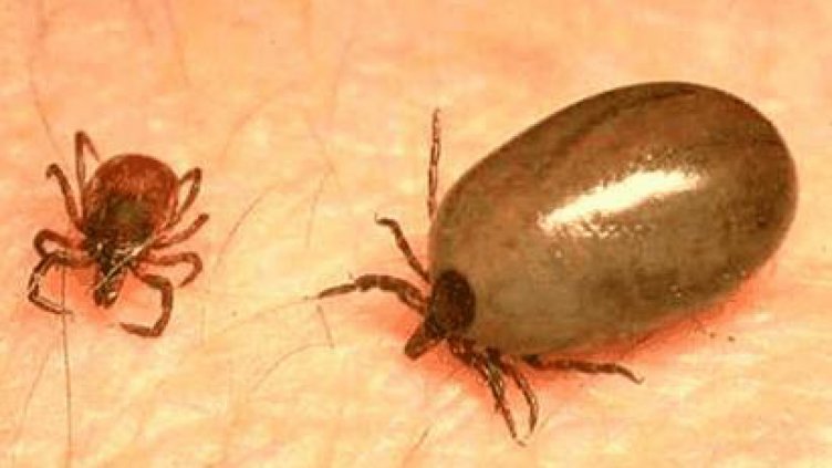 Кърлежи разболяха четирима варненци