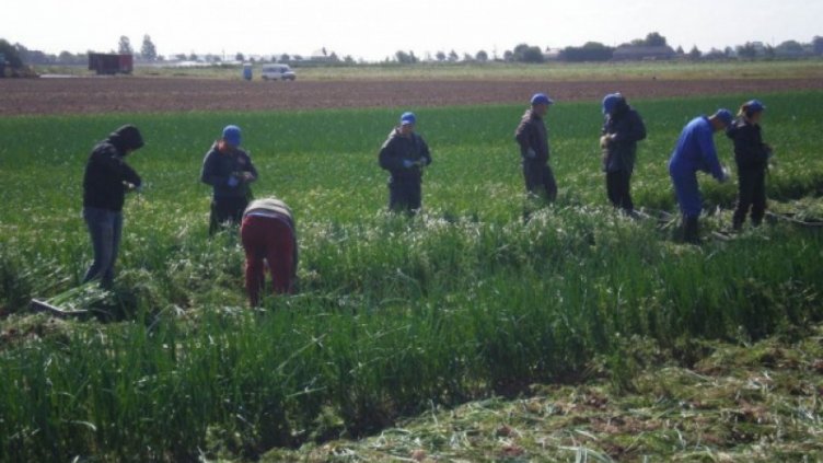 167 българи са станали жертви на трудова експлоатация във Франция