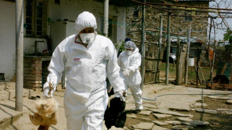 Близо 700 птици са ваксинирани срещу Нюкясълската болест в Рудоземско