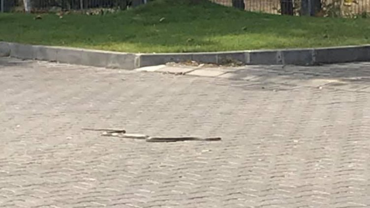 Снимка: Фейсбук; &quot;Забелязано във Варна&quot;