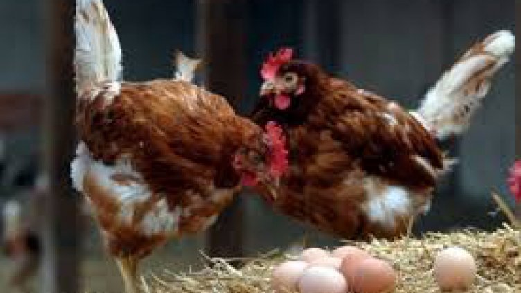 Искаш пресни яйца - наемаш си кокошка