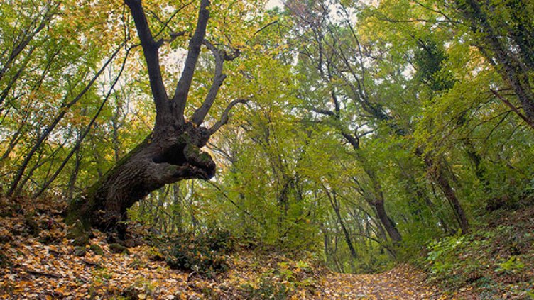 Правят горски фитнес в парк „Златни пясъци“