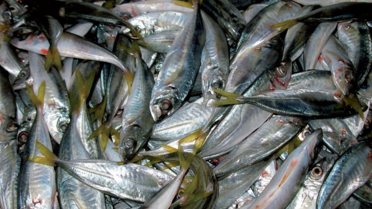 Морето завря от сафрид, цените паднаха