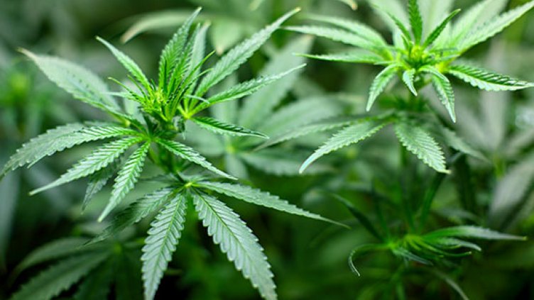 Гърция ще засилва икономиката си с канабис