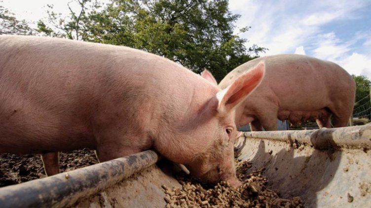 Улесняват регистрацията на стопанствата тип "заден двор"