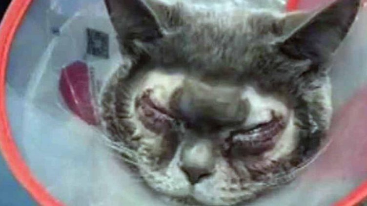 Жена даде 1000 долара за пластична операция на котката си