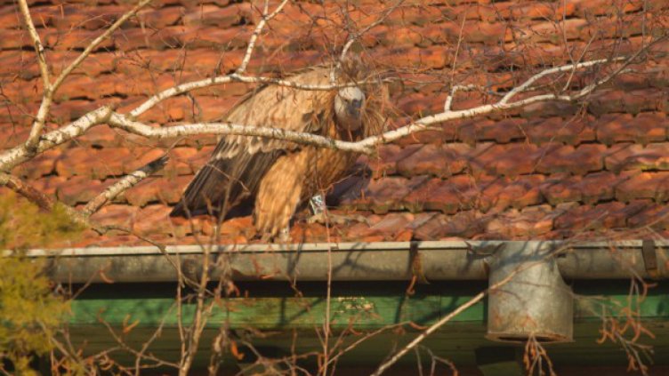 Белоглав лешояд стана атракция на Е79