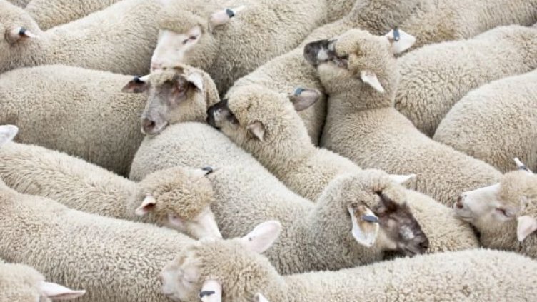 Румен Поражанов: Две са стадата, в които има констатирана положителна проба за чума