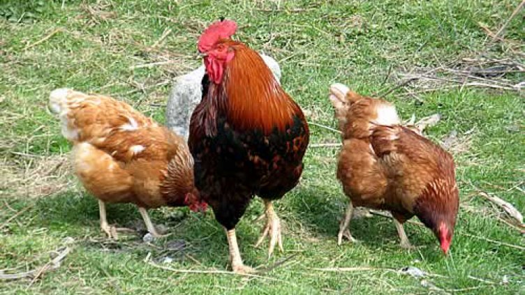 Невръстни свиха 50 кокошки, 12 кг масло...