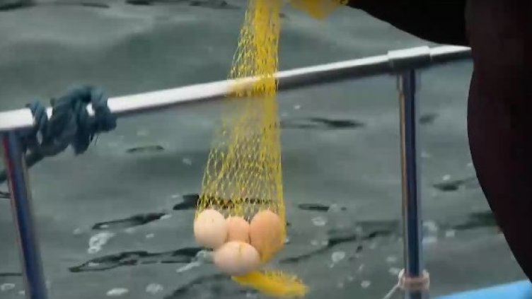 Традиция: Боядисват яйца в морето (ВИДЕО)