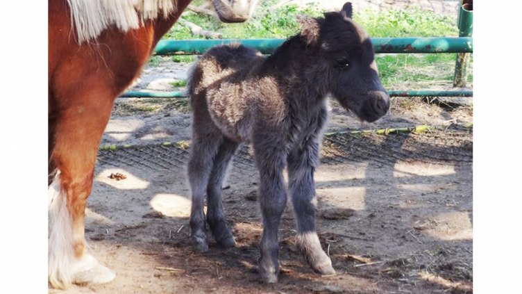 Бебе пони се роди на Благовещение във Варна