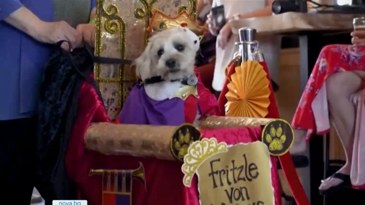 Абитуриентски бал за кучета в Калифорния